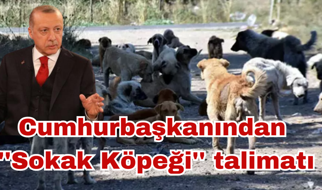 Başıboş köpeklerin sebep olduğu