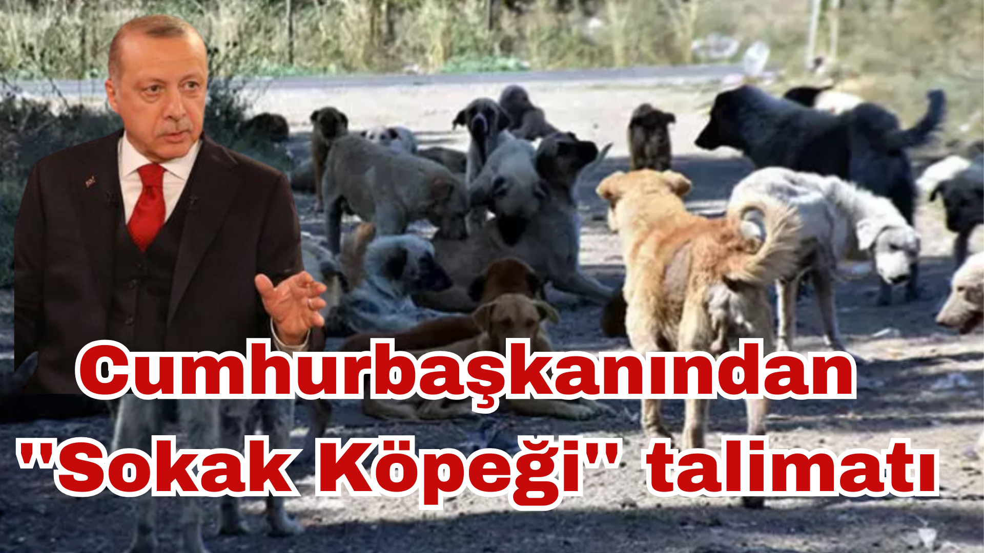 Cumhurbaşkanı Erdoğan’dan sokak köpekleriyle ilgili talimat geldi ”Şikayetler arttı daha ne bekliyorsunuz”