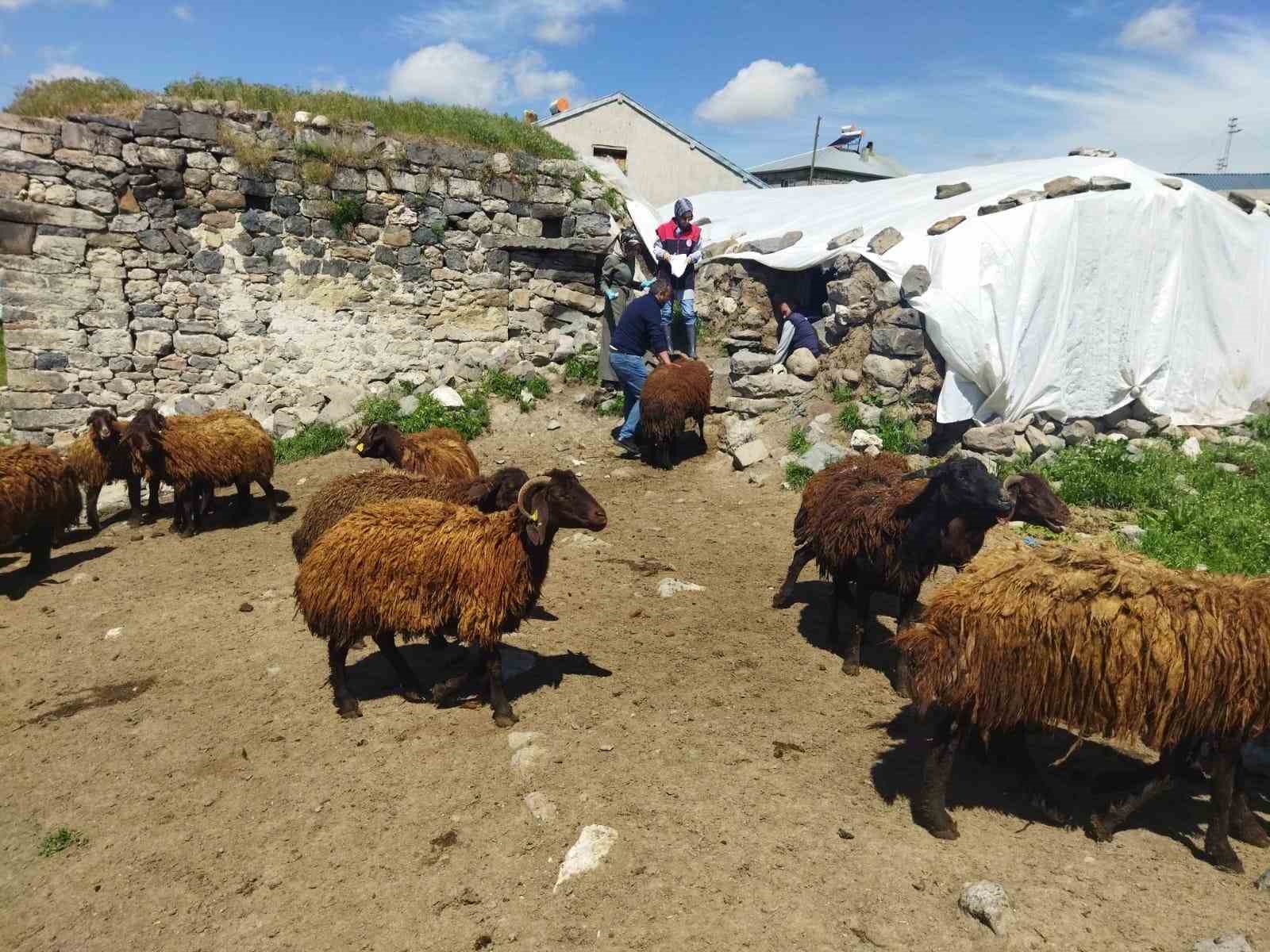 Ağrı’da çiftçilere hibe desteği