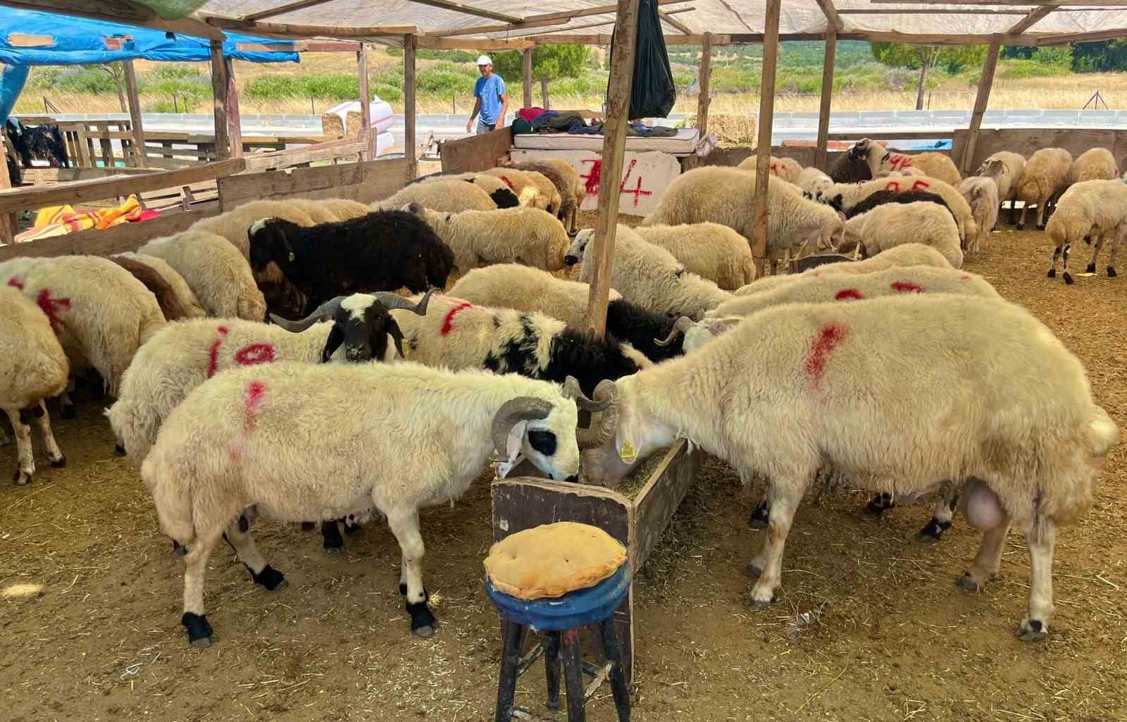 Aliağa’da kurbanlık kesim fiyatları açıklandı