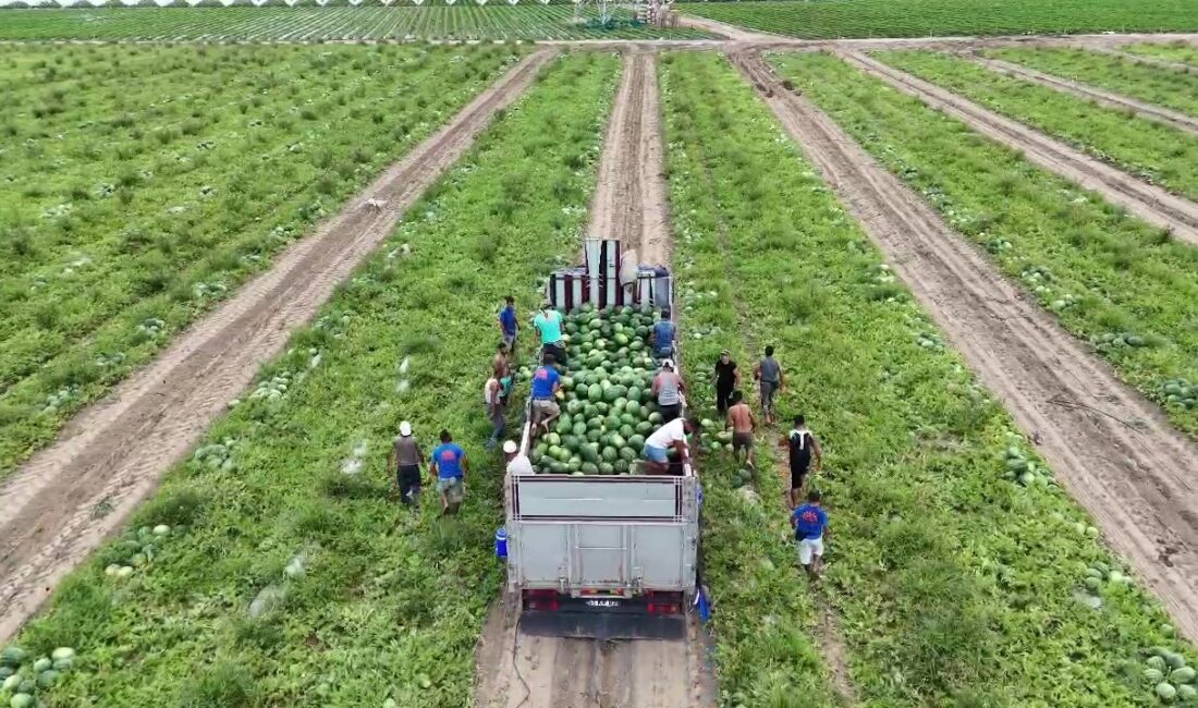 HATAY'IN ERZİN İLÇESİNDE SERALARDA