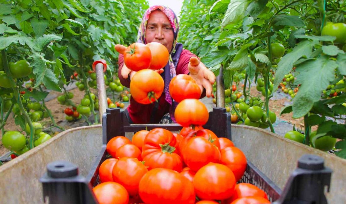 KARADENİZ BÖLGESİ’NİN SEBZE VE