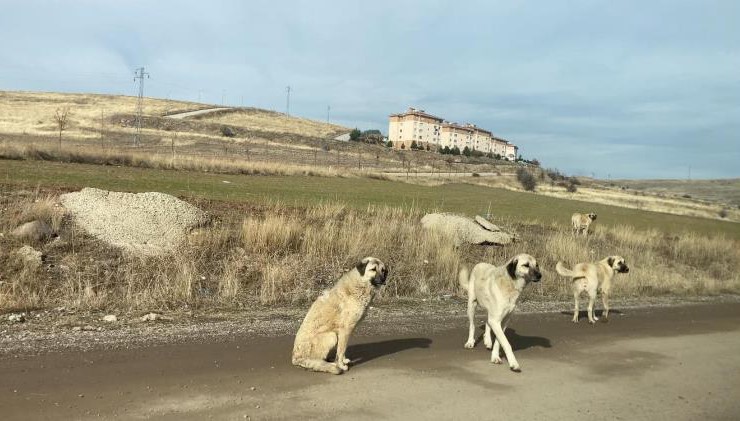 ALTINDAĞ İLÇESİNDE ALİ ERSOY MAHALLESİ SAKİNLERİ BAŞIBOŞ GEZEN KÖPEKLERDEN TEDİRGİNLİK