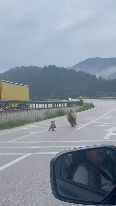 Anne ayının yavrusunu bulma mücadelesi kamerada