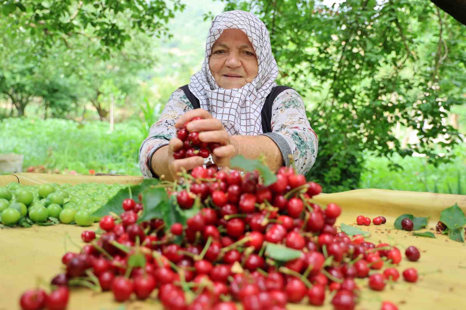 Aydın Dağları’nda erkenci kirazda hasat başladı