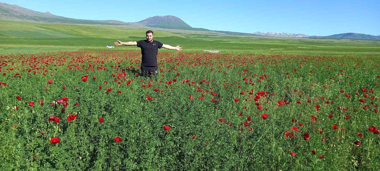 Bitlis’te açmaya başlayan gelincikler görsel şölen sunuyor