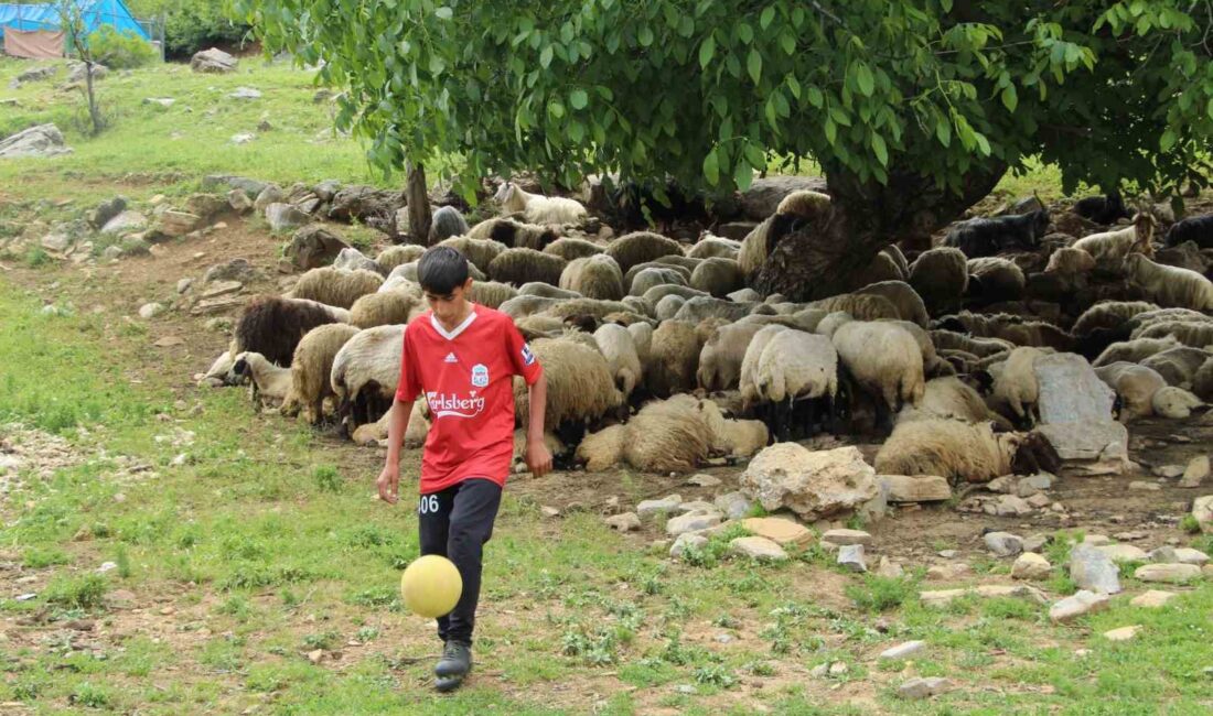 ŞIRNAK’IN ULUDERE İLÇESİNDE ÇOBANLIK