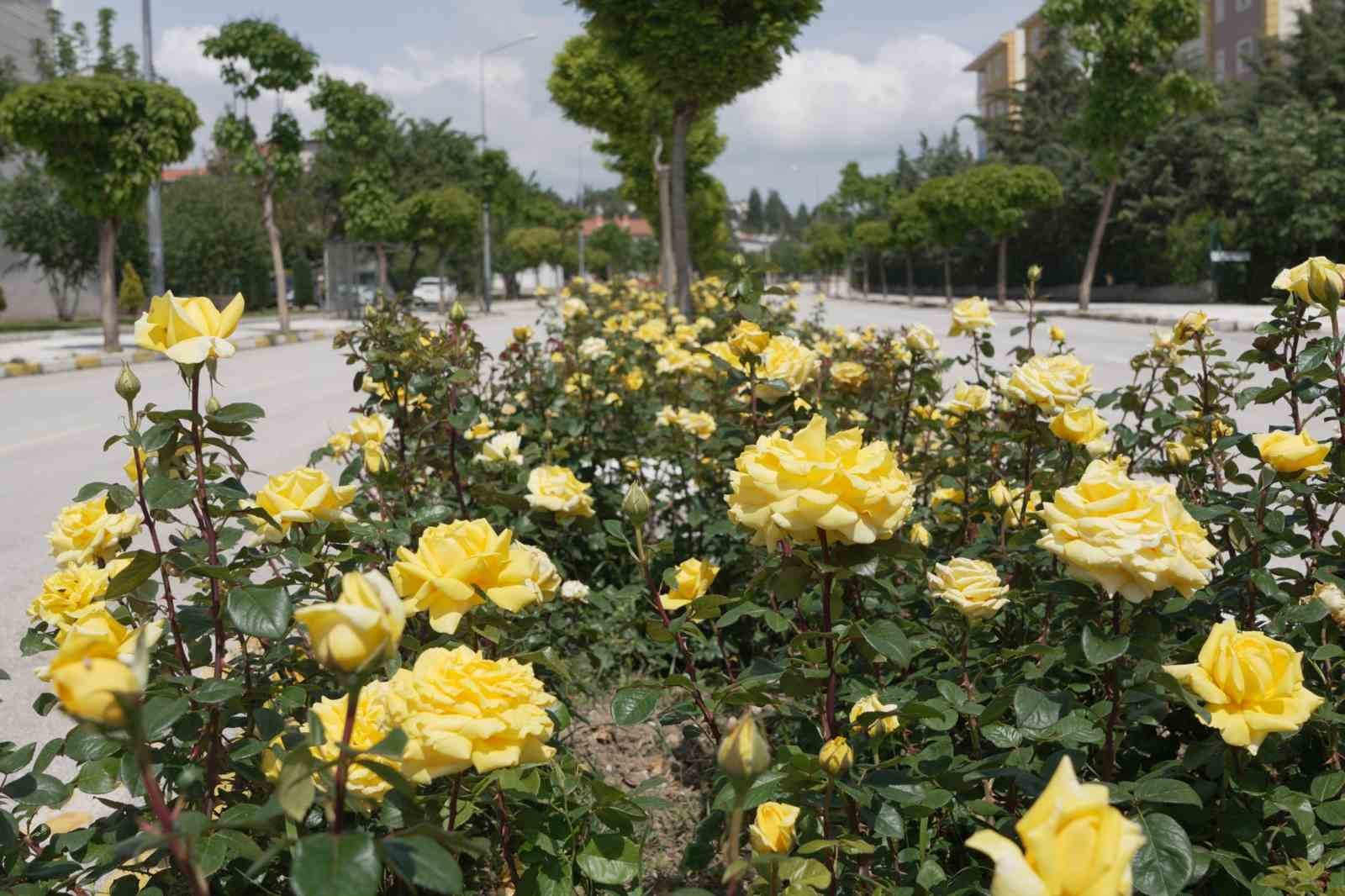 Çorum’u rengarenk güllerle donatıyorlar