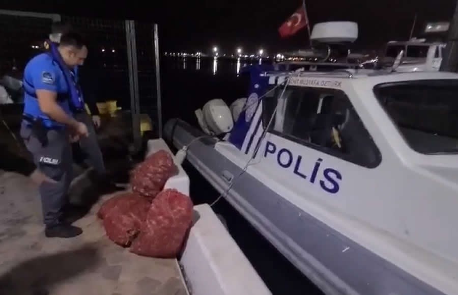 SAMSUN'DA KAÇAK DENİZ SALYANGOZU