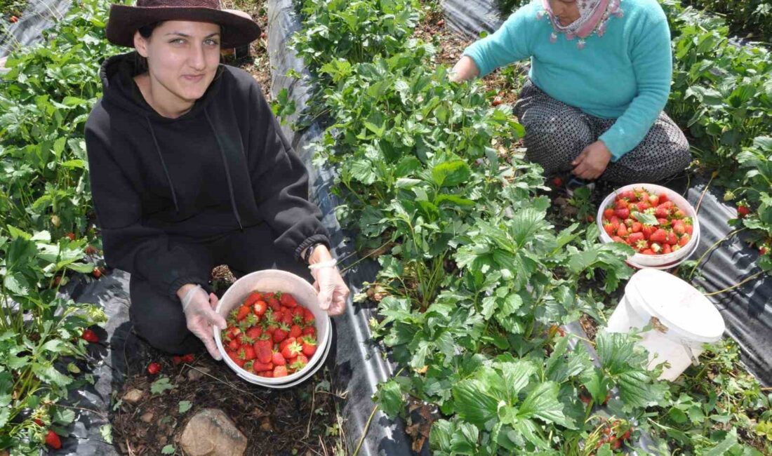 DEVLET DESTEĞİYLE KURULAN ÇİLEK