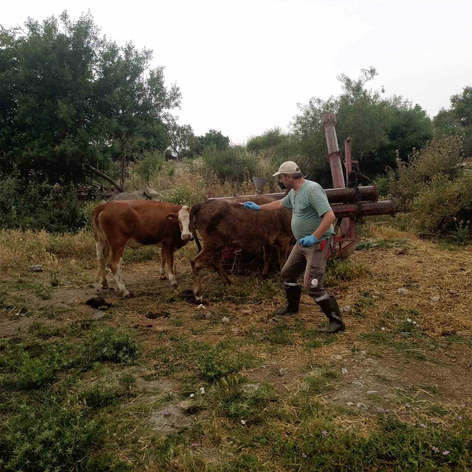 Didim’de büyükbaş hayvanların ilkbahar şap aşısı yapıldı