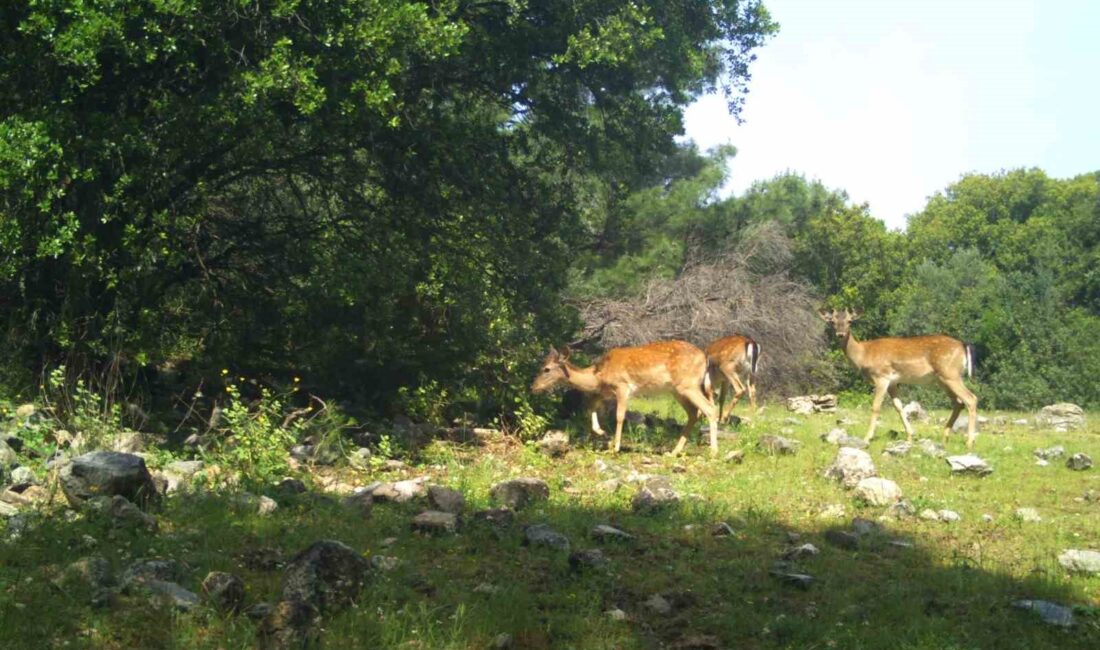 TÜRKİYE'DE YALNIZCA ANTALYA DÜZLERÇAMI