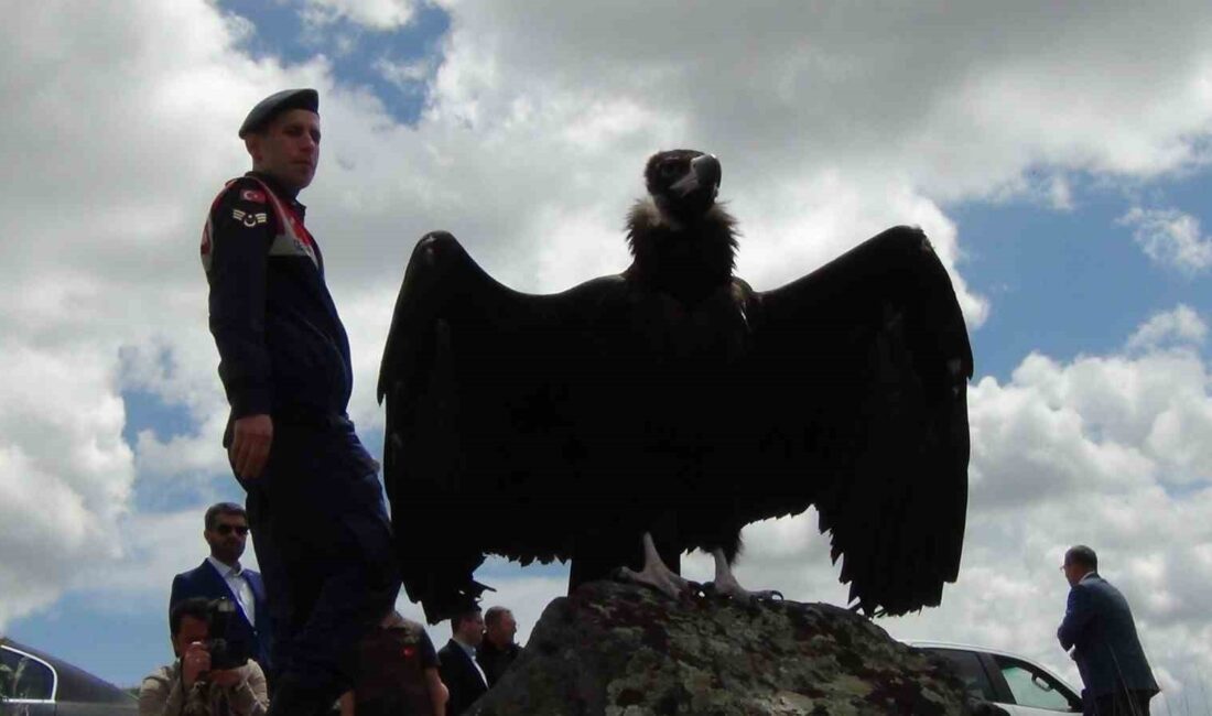 KARS’TA TEDAVİLERİ TAMAMLANAN KARA