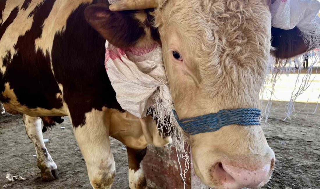 DOĞU’DAN BATI’YA KURBAN SEVKİYATLARI