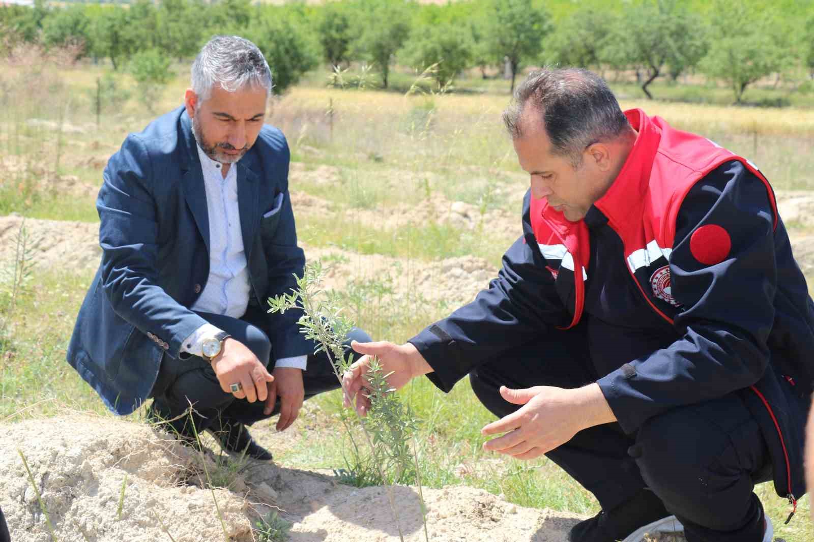 Elazığ’da dikimi yapılan ‘Amerikan Tuz Çalısı’  başarılı oldu