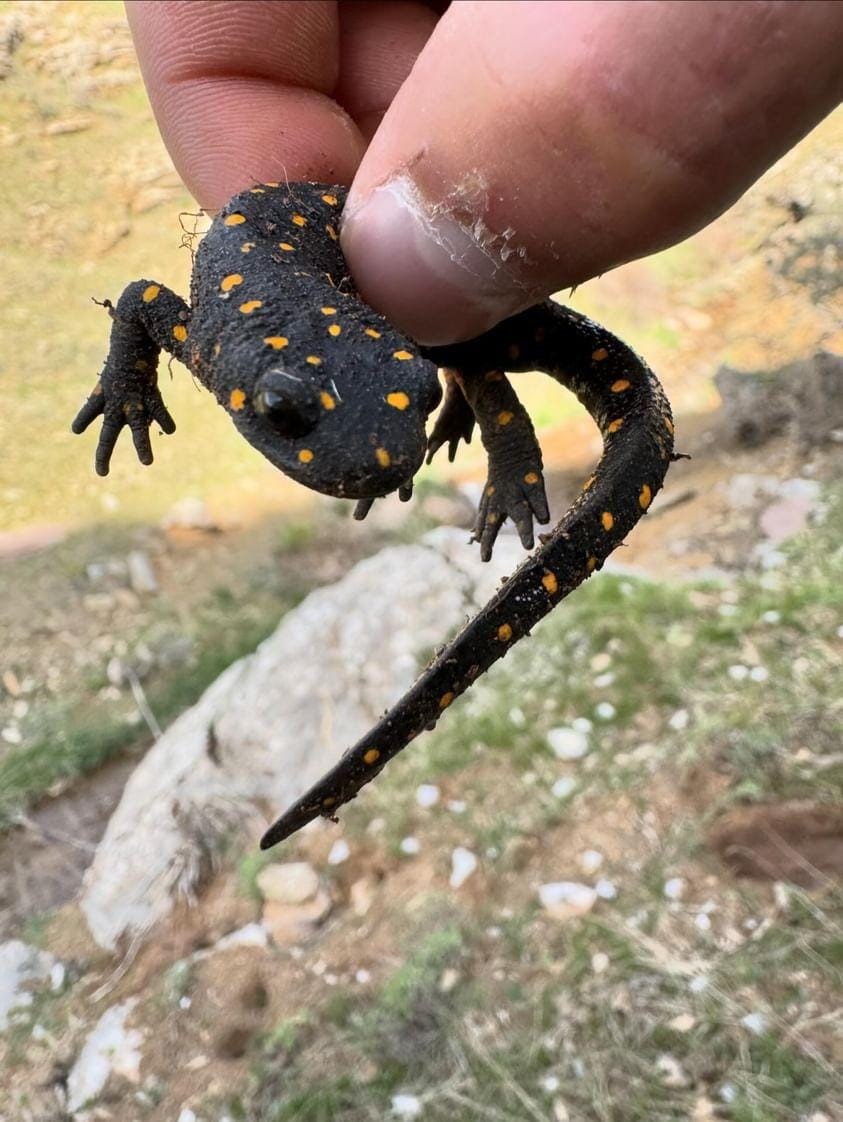 Elazığ’da ‘sarı benekli semender’ görüldü