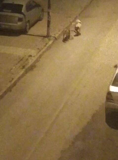 ELAZIĞ’DA BAŞIBOŞ SOKAK KÖPEKLERİ,