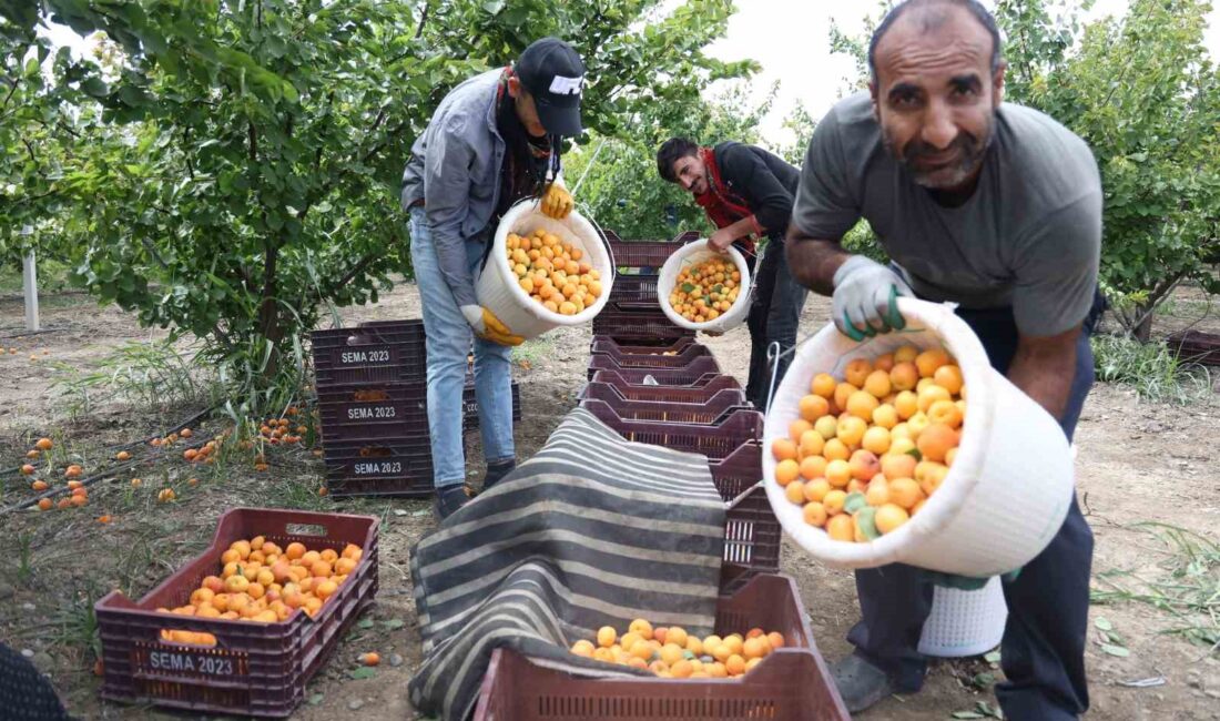 HATAY'IN ANTAKYA İLÇESİNDE KAYISI