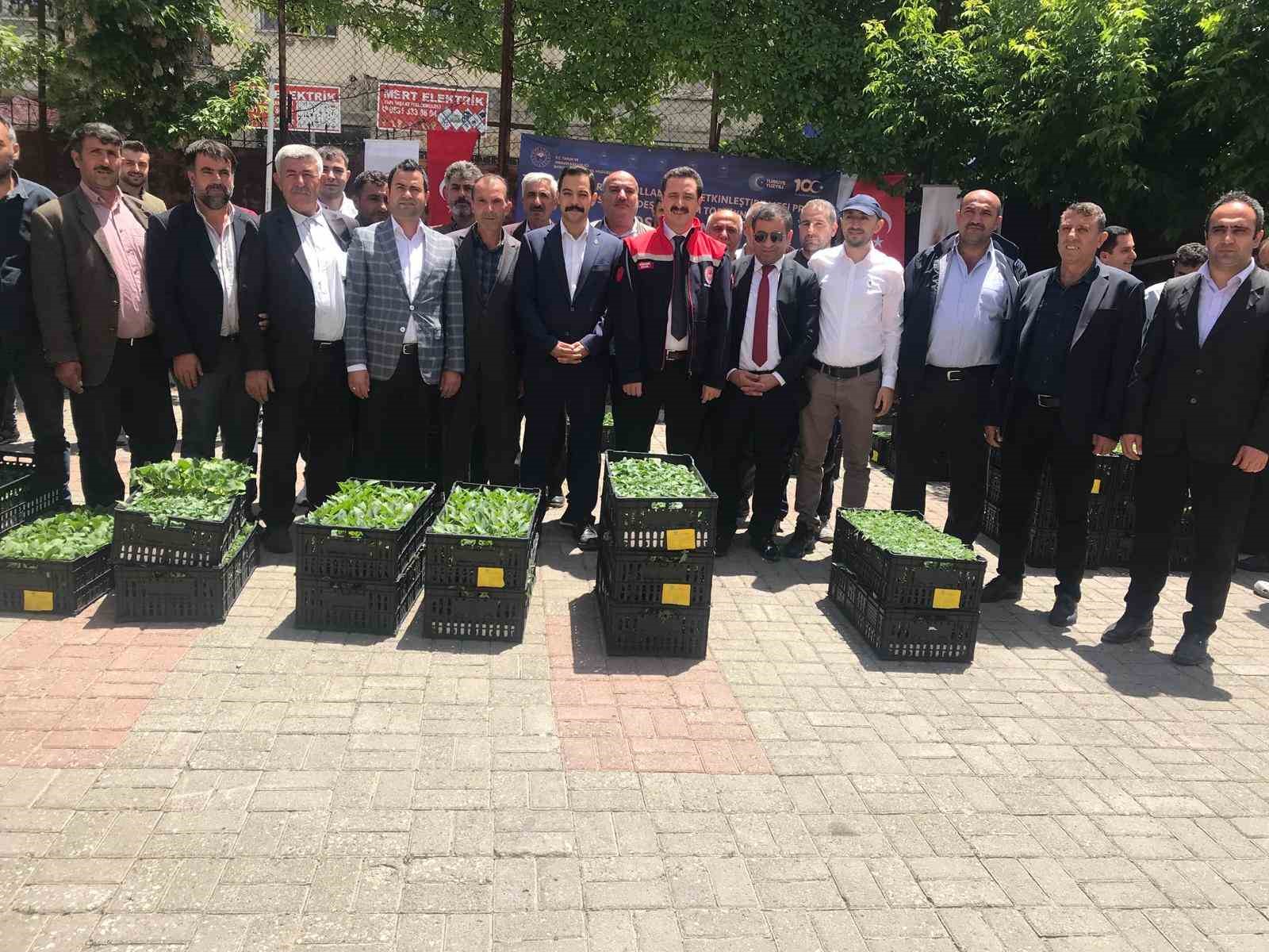 Güroymak’ta yüzde 75 hibeli 21 bin fide dağıtıldı