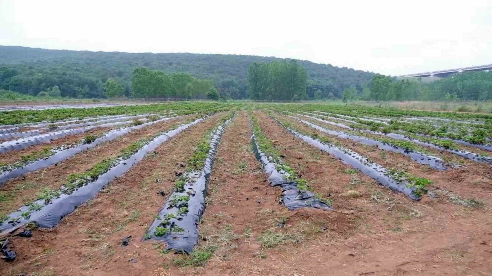 Hasadı yapılıp geliri kız öğrencilere bağışlanacaktı: Çilek tarlasını talan ettiler