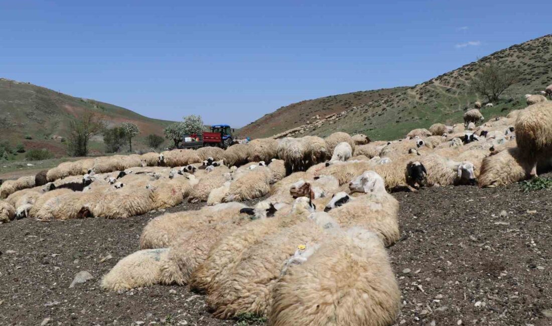 VETERİNER HEKİMLER HAYVANLARIN SAĞLIĞI