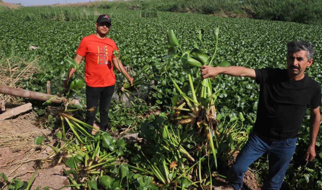 HATAY’DA GÖRÜNÜMÜYLE DİKKAT ÇEKEN