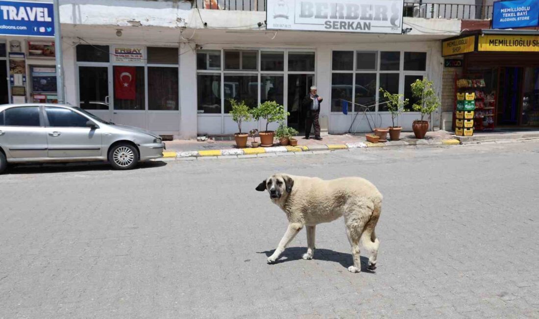 SOKAK KÖPEKLERİ KAPADOKYA BÖLGESİNE