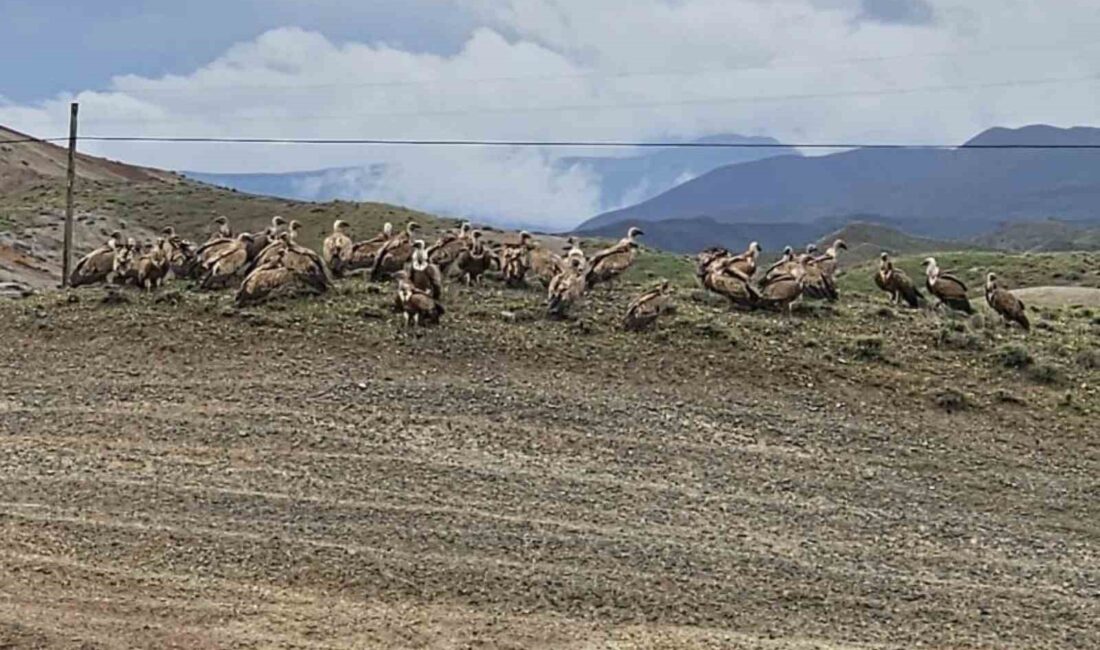 KARS-IĞDIR YOLUNDA AKBABA SÜRÜSÜ