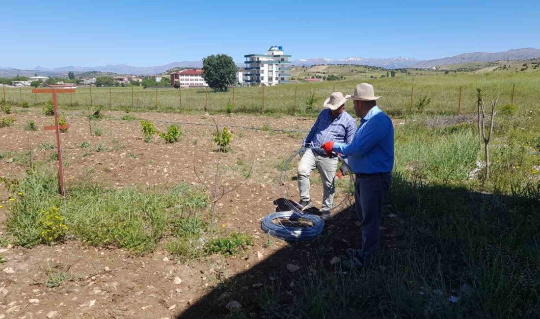 DİYARBAKIR’IN KULP İLÇESİNDE ÜZÜM