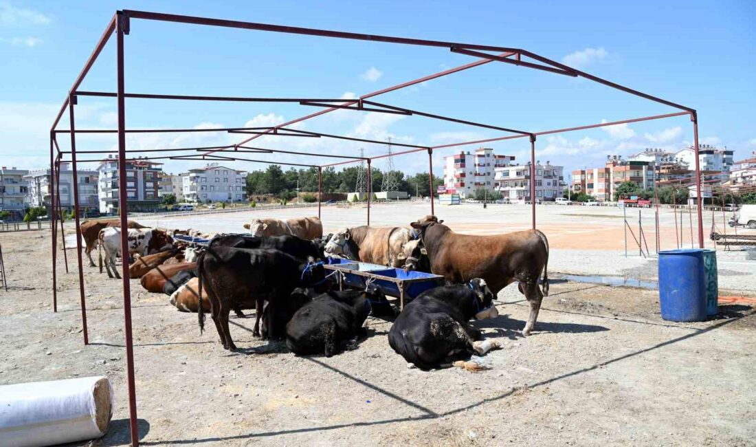 MANAVGAT BELEDİYESİ, YAKLAŞAN KURBAN