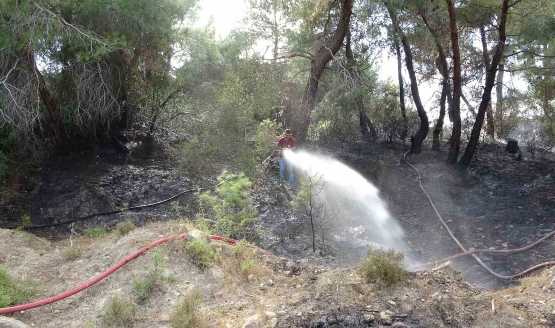 MANAVGAT’IN HATİPLER MAHALLESİ’NDE ORMANLIK