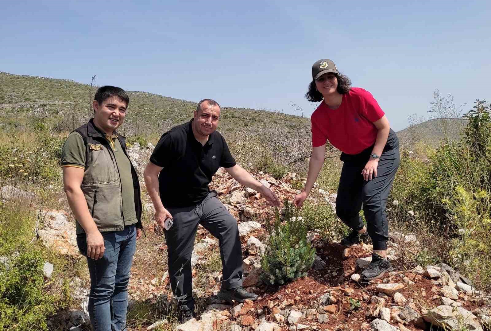 Milas’ta dikilen fidanlar büyüyor