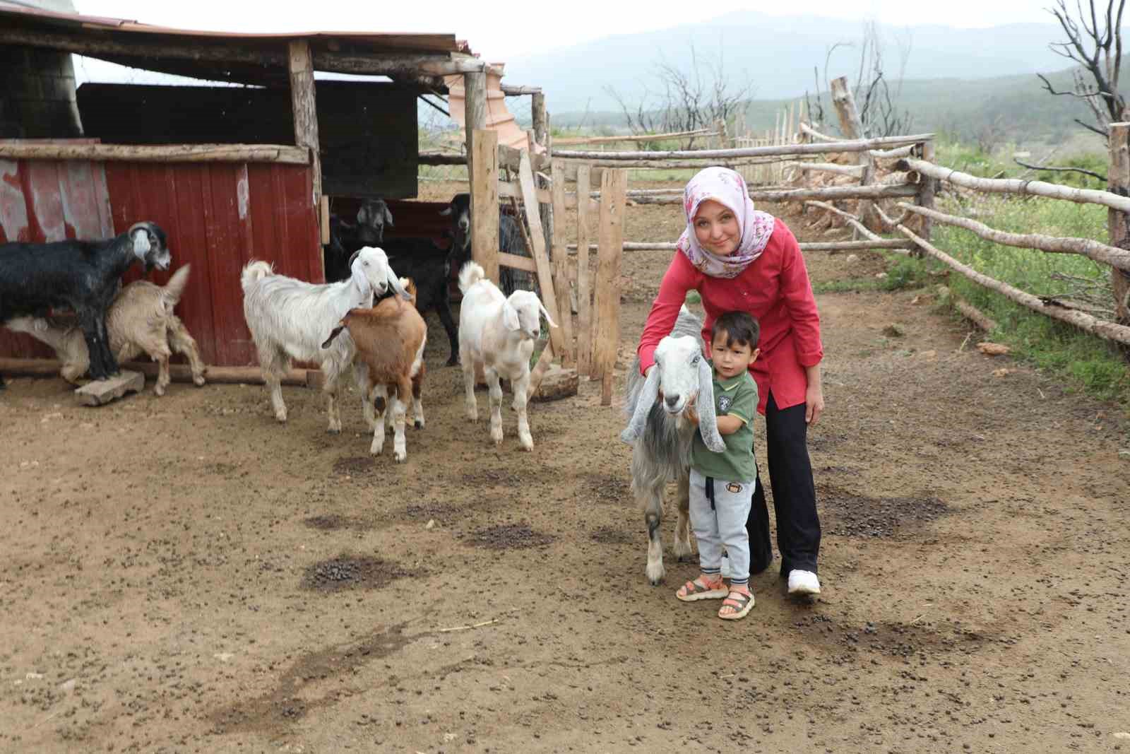 Muğla Büyükşehir ‘Kıl Keçisi Projesi’ meyvelerini vermeye başladı