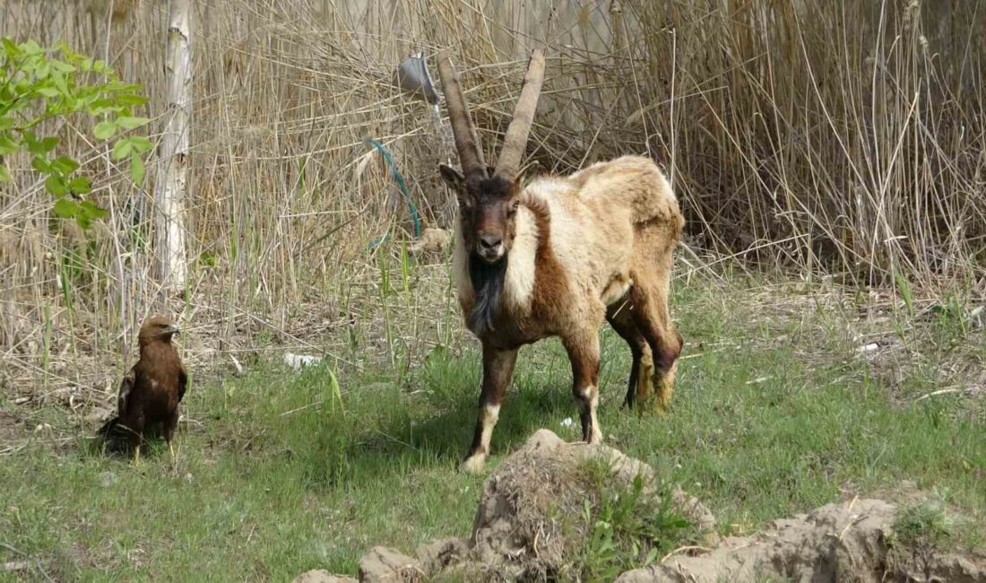 HAKKARİ’DE DUYARLI VATANDAŞLAR TARAFINDAN