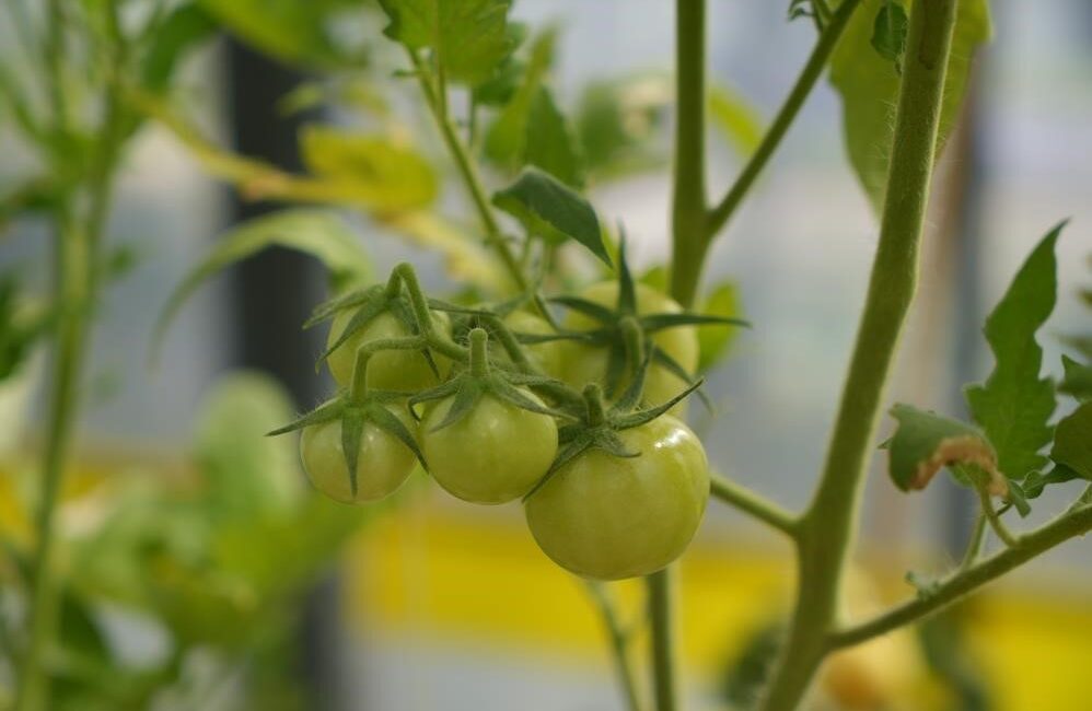 SAMSUN’DA ORGANİK TARIMLA UĞRAŞAN