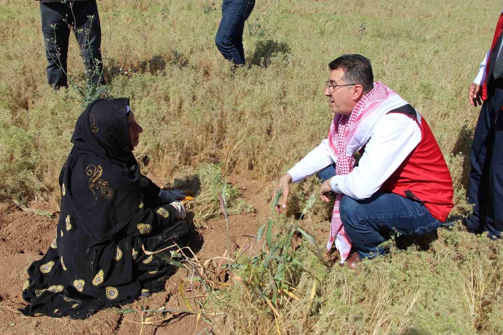 Şanlıurfa’da kimyon hasadı başladı