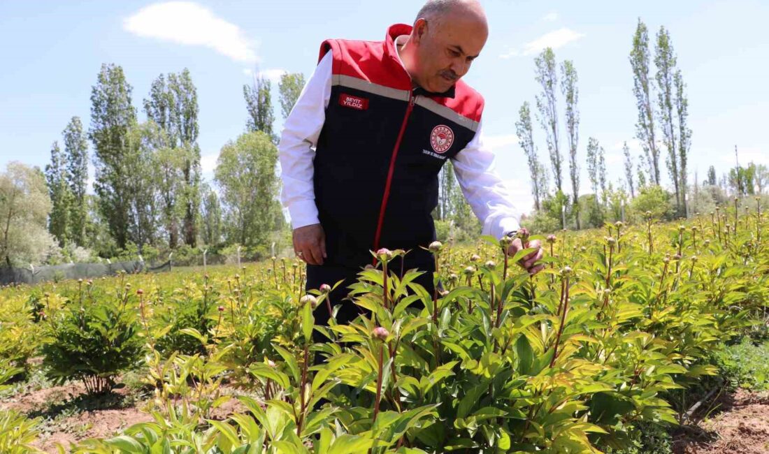 SİVASLI ÇİFTÇİLER TARAFINDAN EKİLEN