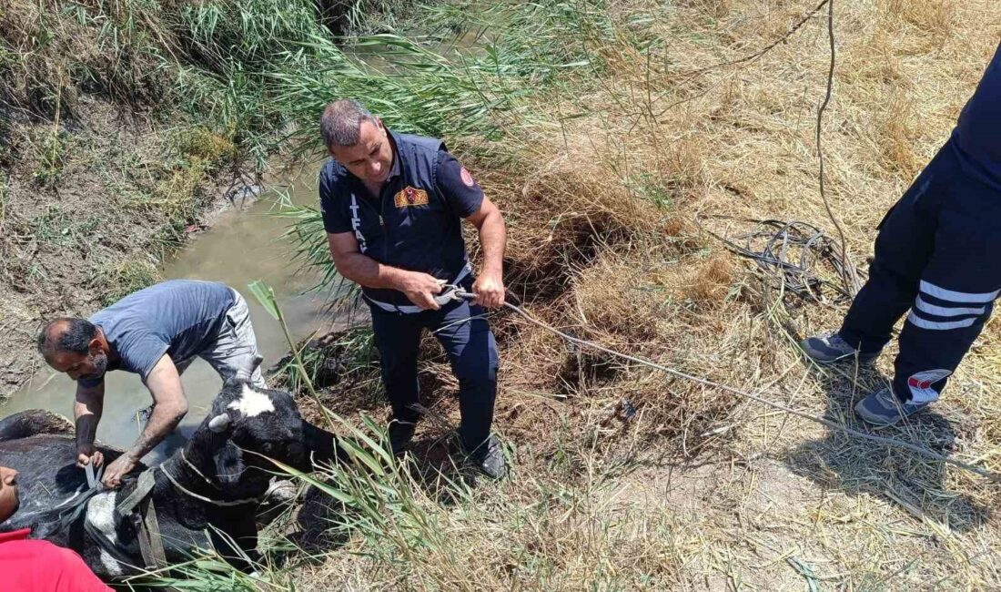 HATAY’DA SULAMA KANALINA DÜŞEREK