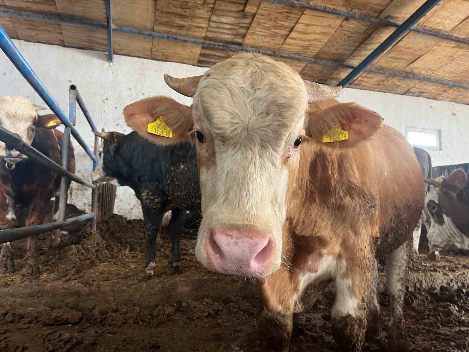 TARIM VE ORMAN BAKANLIĞININ MOBİL UYGULAMASI “TARIM CEBİMDE” ÜZERİNDEN KURBANLIK