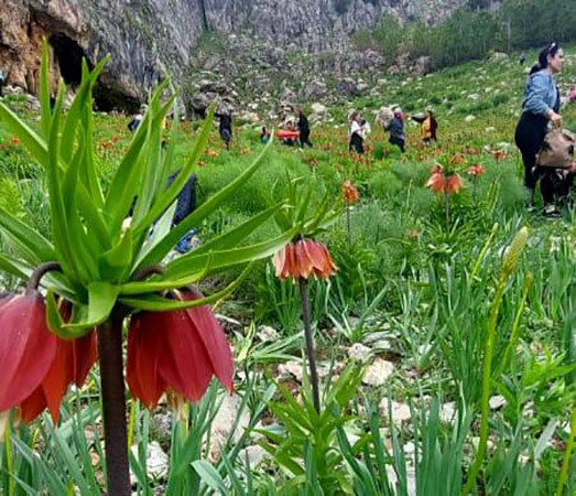 TUNCELİ'NİN YÜKSEK RAKIMLI BÖLGELERİNDE