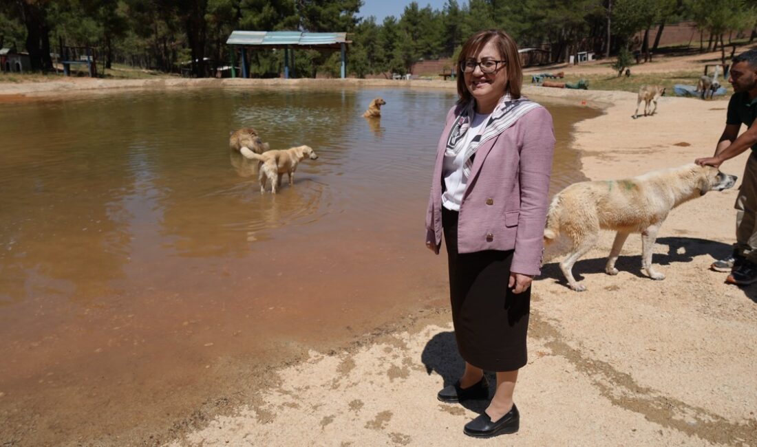 GAZİANTEP'TE SOKAK KÖPEKLERİNİN DOĞAL