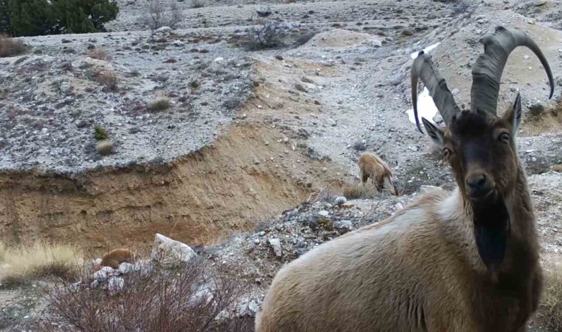 FOTOKAPANLAR, YABAN HAYVANLARINI DOĞAL