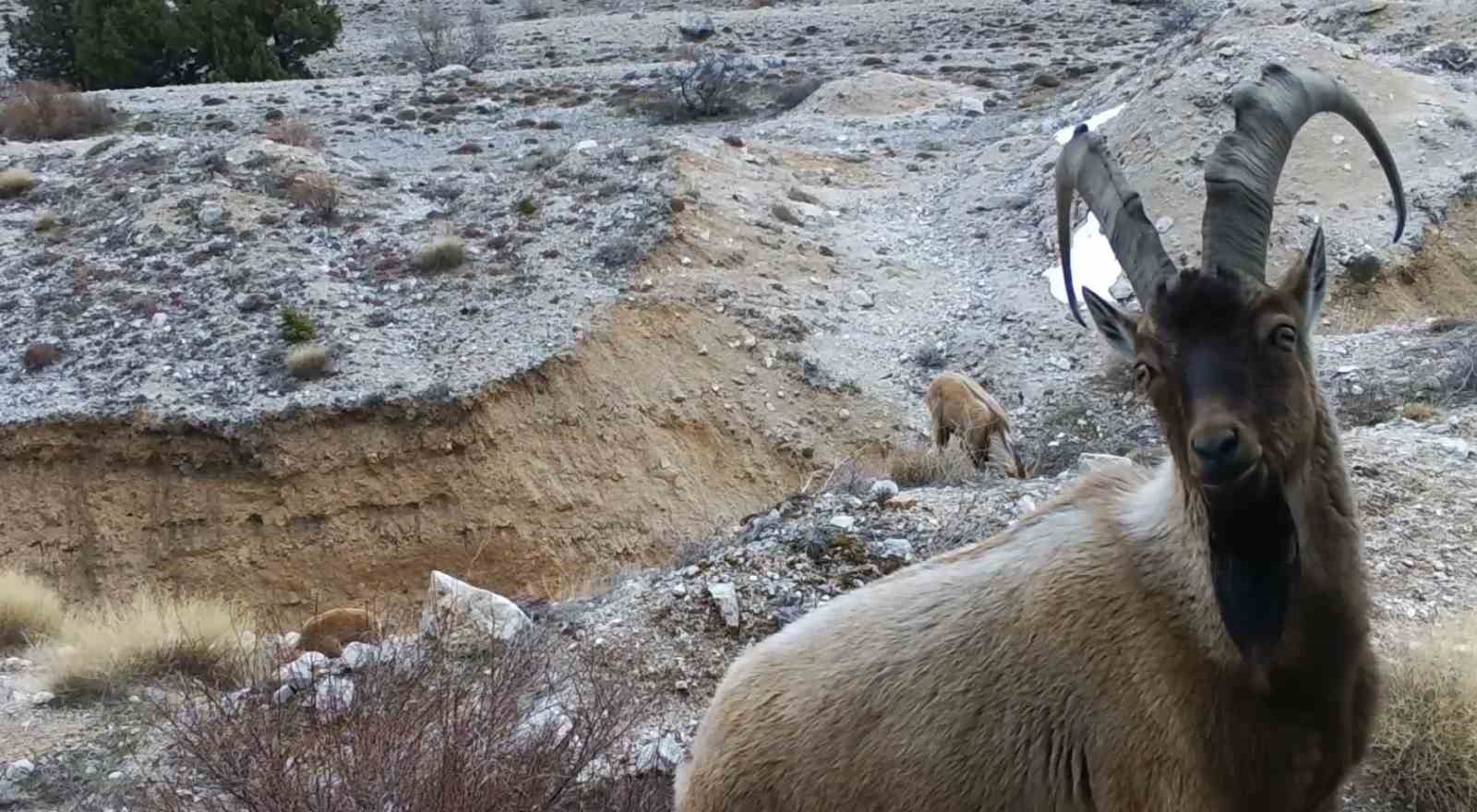 Yaban hayvanları fotokapana yansıdı