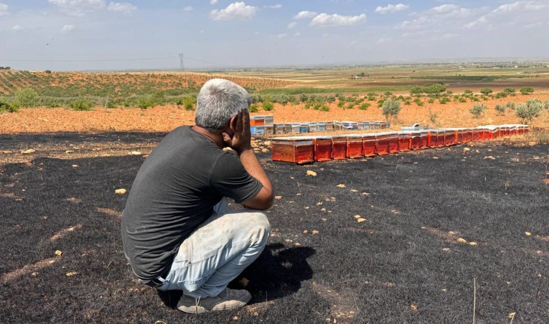 ŞANLIURFA’NIN SURUÇ İLÇESİNDE, ARI