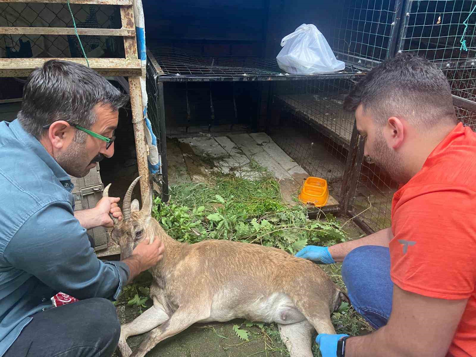 Yol kenarında bulunan yaralı yaban keçisi tedavi için Kars’a sevk edildi