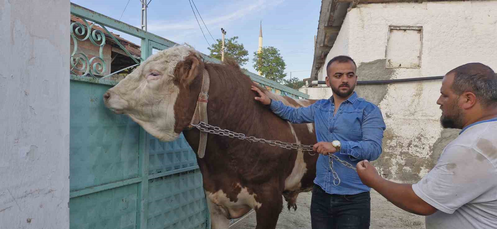 1 tonluk “Paşa” alıcısını bekliyor