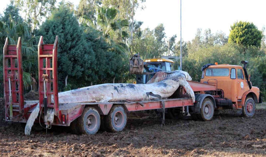 HATAY'IN İSKENDERUN İLÇESİNDE 8