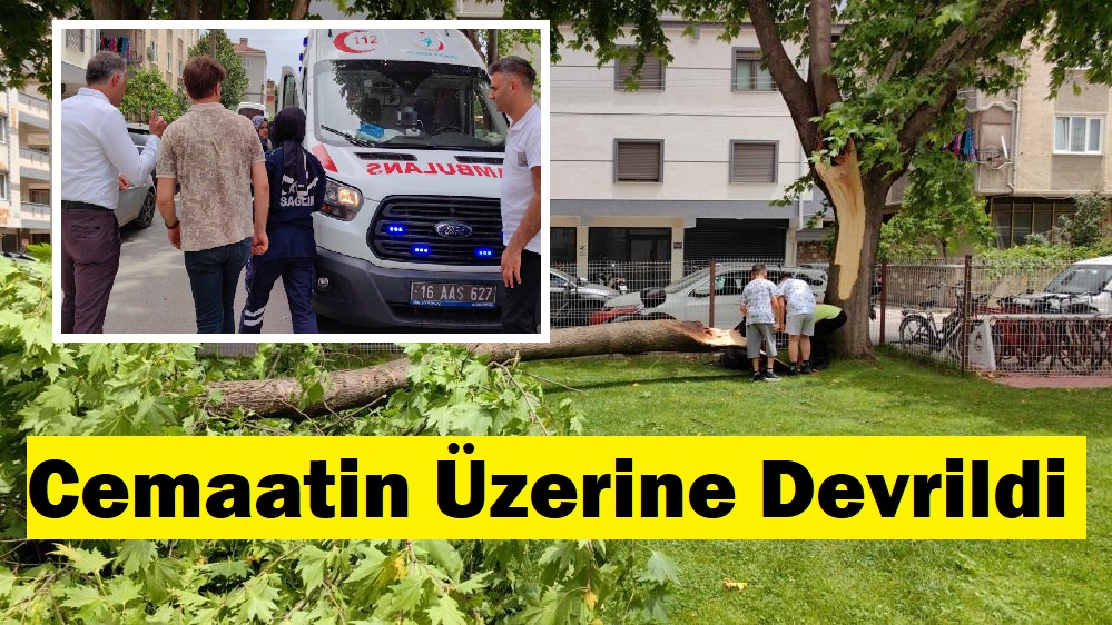 Cuma namazında cemaatin üzerine ağaç devrildi