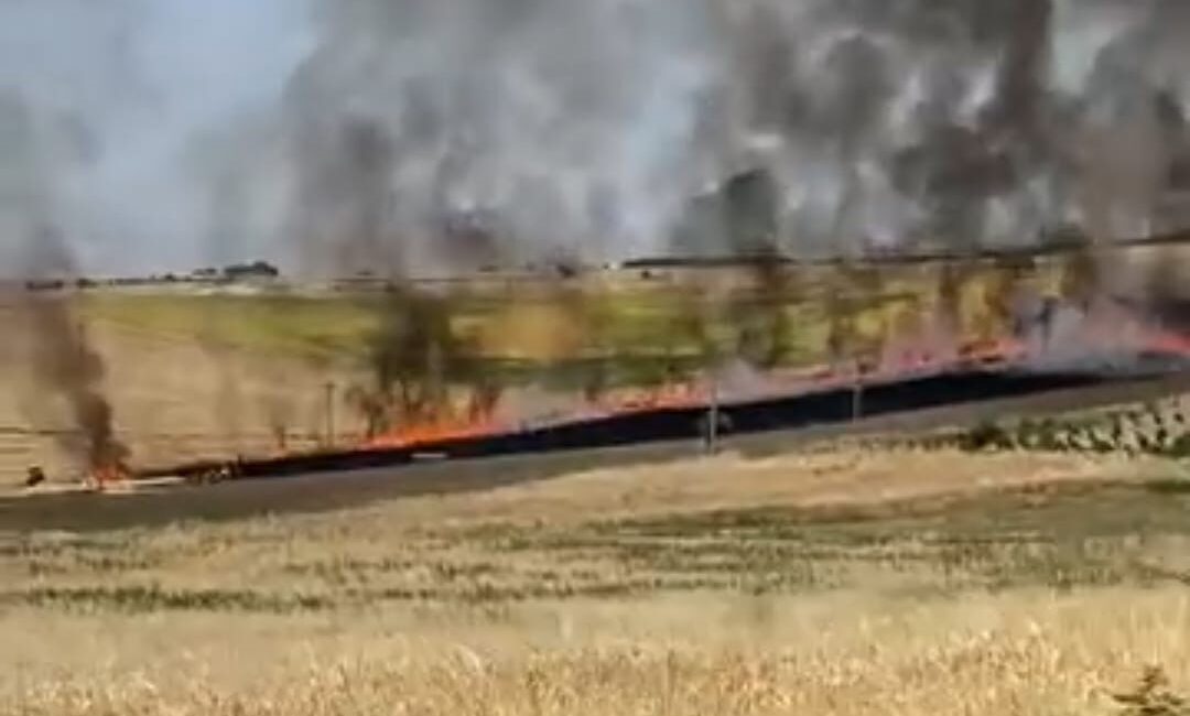 ADIYAMAN’DA 40 DÖNÜMLÜK BUĞDAY