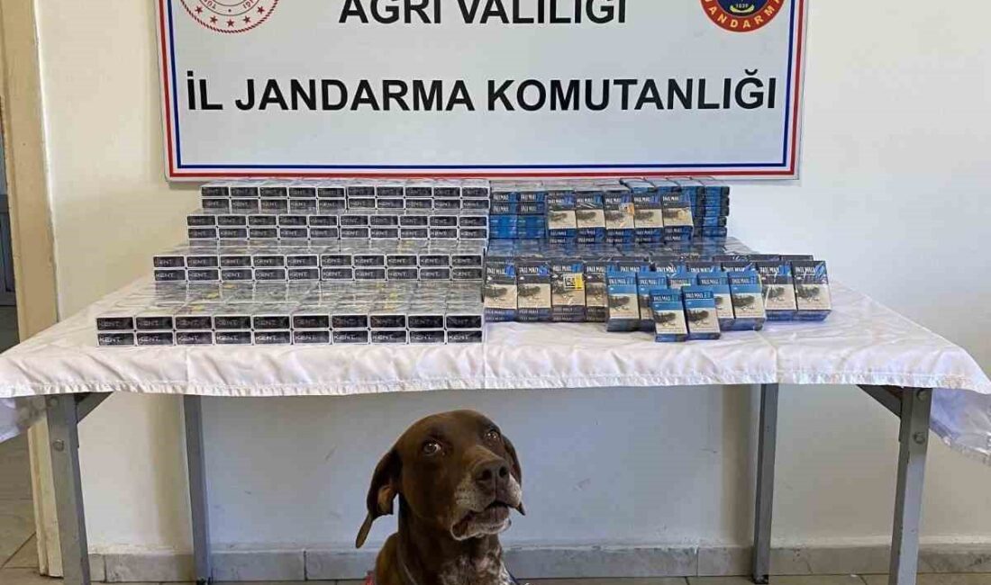 AĞRI’DA 1294 PAKET KAÇAK